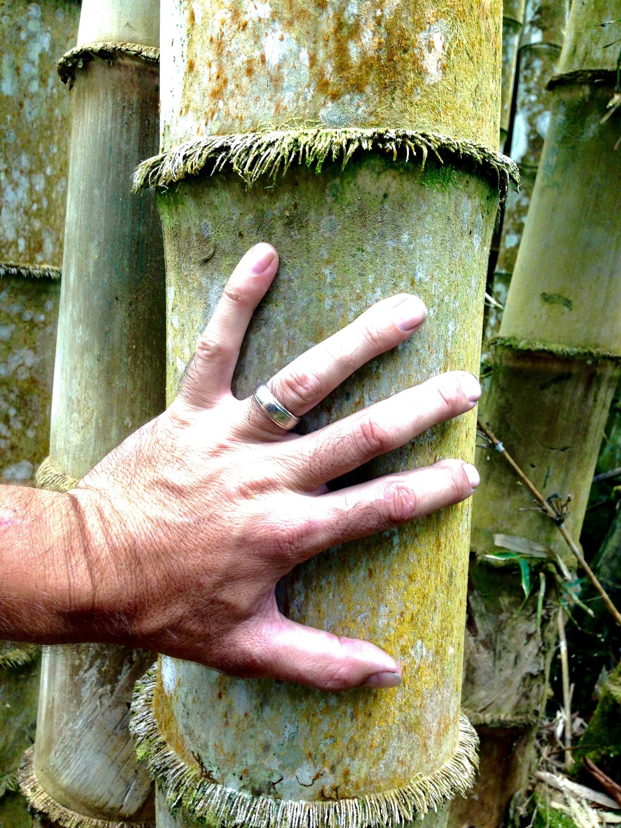 bamboo building nicaragua